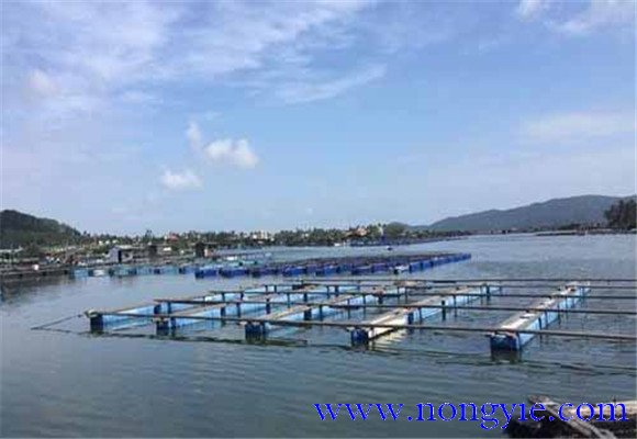 金鯧魚(yú)養殖海區的選擇