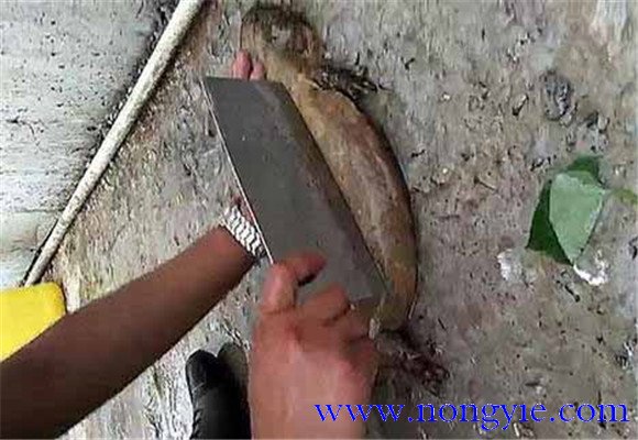 娃娃魚(yú)怎么殺？