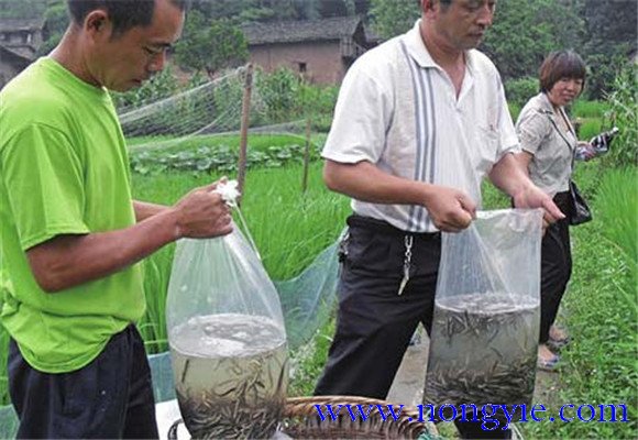 苗種放養