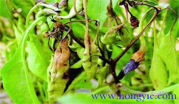 辣椒菌核病的發(fā)病規律