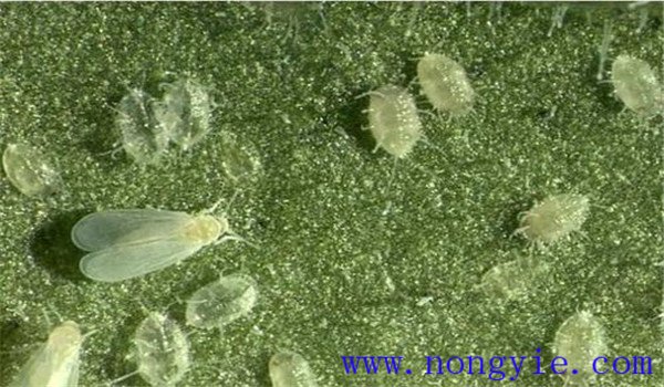 白粉虱怎么治，白粉虱用什么藥防治