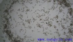 鱖魚(yú)苗怎么養?幾種比較理想的鱖魚(yú)苗培育方式