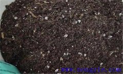茶花養護與管理方法 栽培管理茶花要注意什么