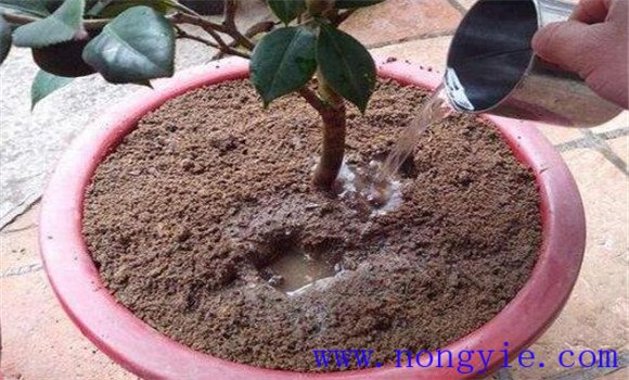 茶花養護與管理方法