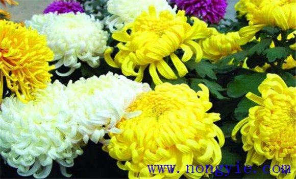 菊花對生長(cháng)環(huán)境的要求