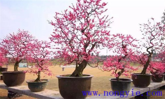 盆栽梅花怎么養
