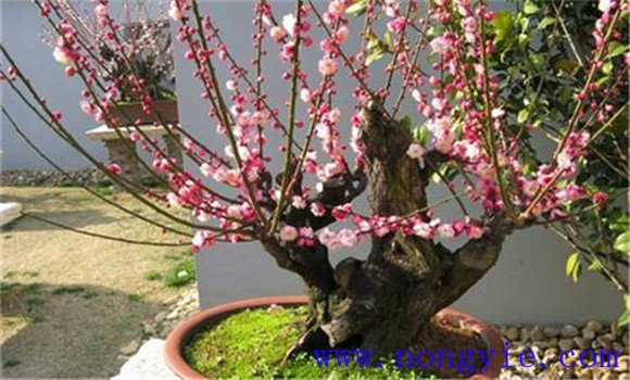 盆栽梅花的養護和管理技術(shù)