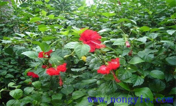 盆栽扶?；ㄔ趺答B才能開(kāi)好花