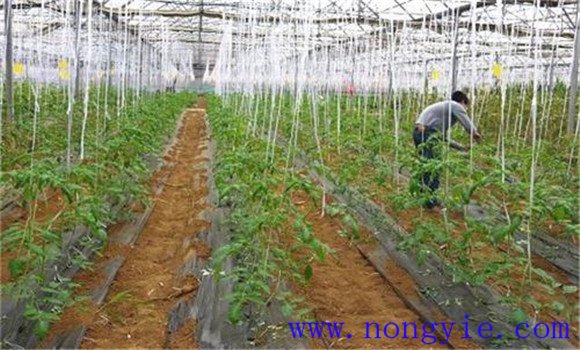 番茄生長(cháng)的適宜溫度