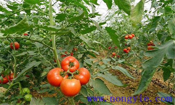 番茄生長(cháng)條件要求
