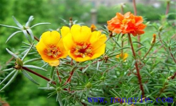 半支蓮的生長(cháng)習性