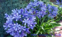 百子蓮怎么養才開(kāi)花 盆栽百子蓮的養殖方法