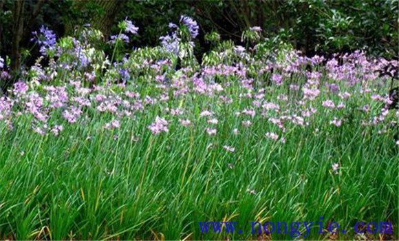 百子蓮怎么養才開(kāi)花