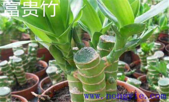 觀(guān)音竹葉子發(fā)黃怎么救