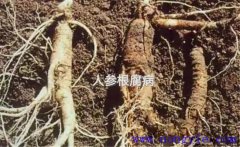 人參根腐病如何防治 人參根腐病病原及發(fā)病規律