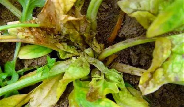 菠菜潛葉蠅的發(fā)生規律