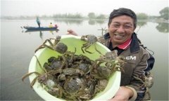 大閘蟹養殖周期多久 大閘蟹養殖環(huán)境及水質(zhì)要求
