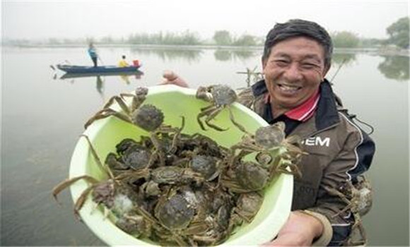 大閘蟹養殖周期多久