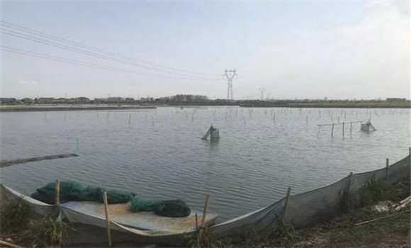 大閘蟹的養殖環(huán)境及水質(zhì)要求