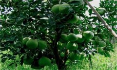 番石榴種植條件簡(jiǎn)介 番石榴對環(huán)境條件的要求