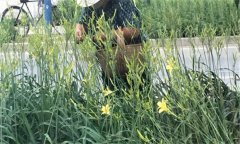 萱草要怎樣施肥？萱草的水肥管理