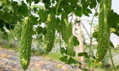 苦瓜種植技術(shù)與管理法？苦瓜該如何種植？