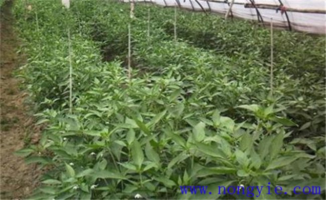 辣椒生長(cháng)不良的解決方法