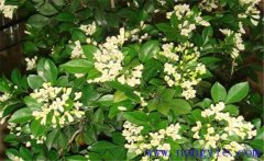 冬季九里香如何種植？該注意哪些環(huán)境因素？