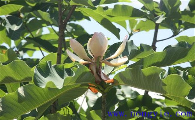 凹葉厚樸的生長(cháng)習性