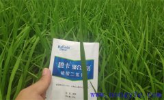 沖施肥哪個(gè)品牌好？沖施肥和水溶肥的區別