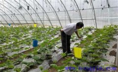 大棚蔬菜如何使用沖施肥，施用時(shí)要注意什么
