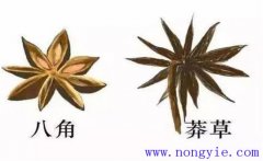 莽草和八角區別 莽草樹(shù)的生態(tài)習性與栽培管理