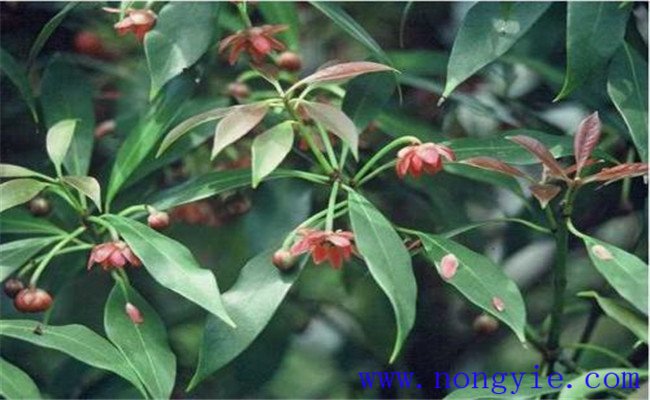 莽草樹(shù)的生態(tài)習性