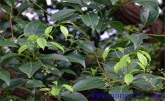 黃樟簡(jiǎn)介，黃樟的生態(tài)習性與功效與用途