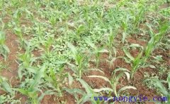噴施玉米除草劑多久草會(huì )死 除草劑過(guò)量了怎么辦