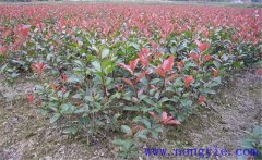 紅楠是紅葉石楠嗎？紅楠簡(jiǎn)介