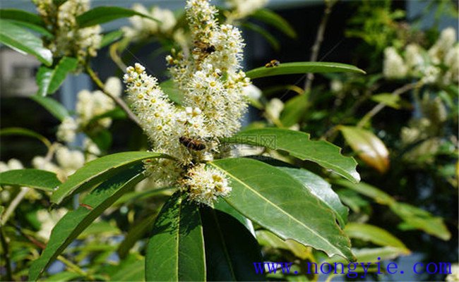 月桂樹(shù)和桂花樹(shù)有什么區別