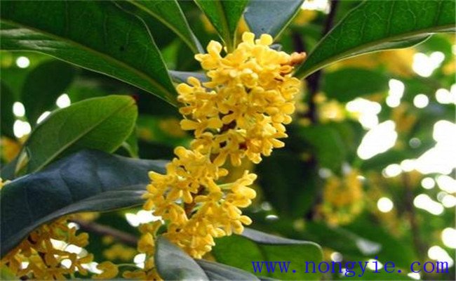 月桂樹(shù)的生態(tài)習性