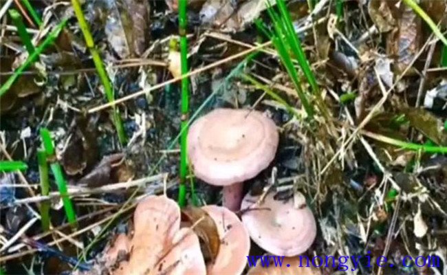 樅樹(shù)菌生長(cháng)周期