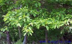 檫樹(shù)種植技術(shù)要點(diǎn) 檫樹(shù)的生態(tài)習性簡(jiǎn)介