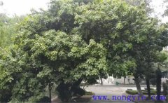 紫楠是常綠還是落葉植物，紫楠樹(shù)簡(jiǎn)介