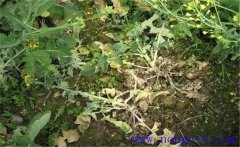 油菜病害有哪些？油菜病蟲(chóng)害防治技術(shù)