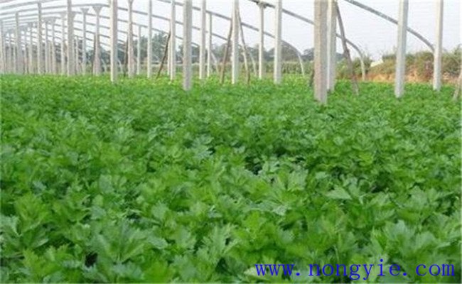 芹菜正常生長(cháng)的環(huán)境要求