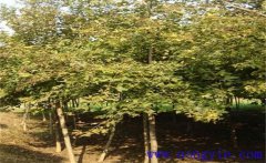楓香是常綠還是落葉植物？楓香的生態(tài)習性簡(jiǎn)介