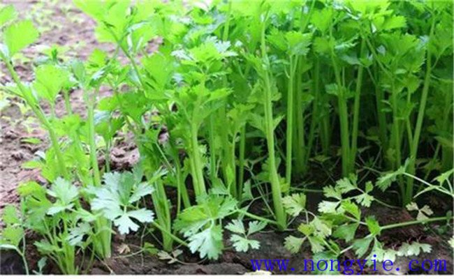 芹菜噴什么葉面肥長(cháng)得快