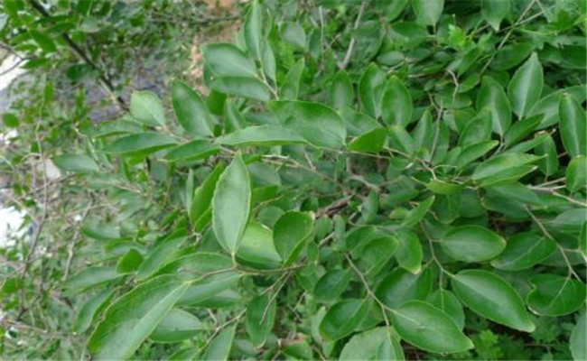 黑彈樹(shù)的生態(tài)習性