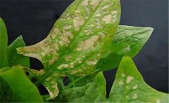 菠菜斑點(diǎn)病有哪些特征？菠菜斑點(diǎn)病的防治方法