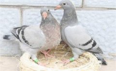 鴿子怎樣選種與育種？種鴿的飼養與管理方法