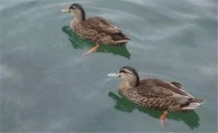 野鴨是幾級保護動(dòng)物？野鴨十大種類(lèi)(品種)簡(jiǎn)介