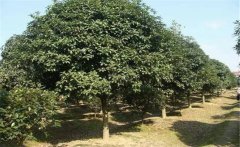 石楠是喬木還是灌木？石楠樹(shù)簡(jiǎn)介